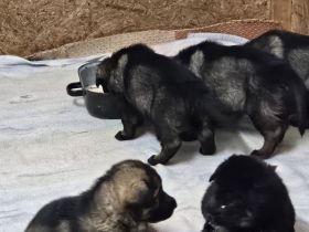 Schäferhundwelpen