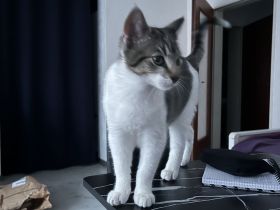 Katzenbaby 4 Monate alt mit Zubehör