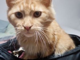 Maine coon kater red silver tabby