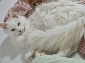 Maine coon Katze weiß blaue Augen