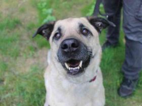 Ares, Schäferhundmix, geb. 2016, sucht liebevolles Zuhause