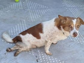 Notfellnase Milo / männlich / derzeit noch in Griechenland