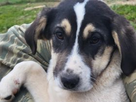 Welpengeschwister Mato und Dimi / männlich / derzeit noch in Griechenland