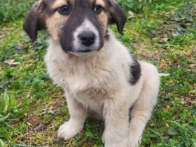 Welpe Chris / männlich / derzeit noch in Griechenland