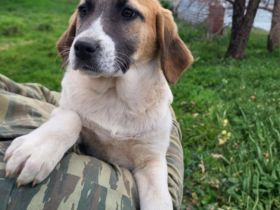 Welpe Electra / weiblich / derzeit noch in Griechenland