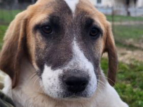 Welpengeschwister Electra und Danai / beide weiblich / derzeit noch in Griechenland