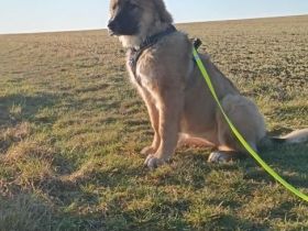 Praline sucht Liebhaber