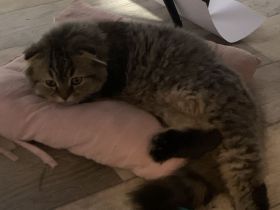 Katzenbaby Katerchen Langhaarmix  zu verkaufen