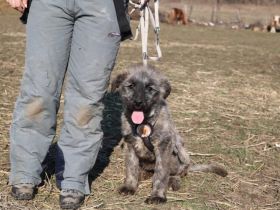 Flauschige Abenteurerin Joplin sucht ihre Menschen
