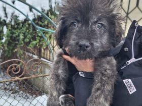 Flauschige Abenteurerin Joplin sucht ihre Menschen