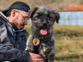 Flauschige Abenteurerin Joplin sucht ihre Menschen