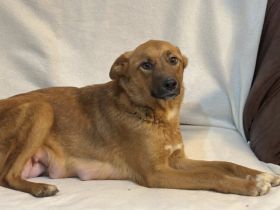 Superheldin Evi sucht eine liebevolle Familie