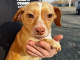 Miri  – kleine Seele mit großem Herzen sucht ihr Für-immer-Zuhause