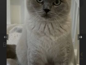 BKH Deckkater weiß/grau