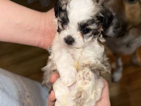 2 Welpen Malteser/Bichon frisé