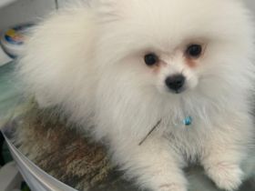 Zwergspitz (Pomeranian) – Weiß – süß & verspielt, 4 Monate