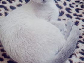 Beyaz Russisch Blau Deckkater