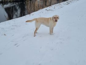 Nelly sucht ein neues Zuhause