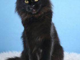 =^..^=Majestätisches junges Maine Coon Mädchen BLACK mit Stammbaum aus seriöser Zucht