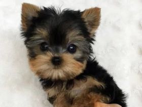 Yorkshire Terrier Welpen