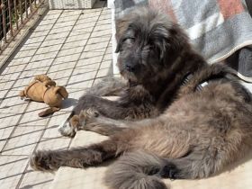 Aufgeweckt & Neugierig: Axl sucht sein Für-Immer-Zuhause