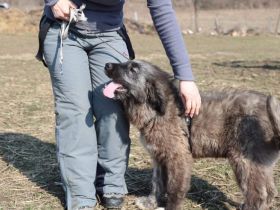 Aufgeweckt & Neugierig: Axl sucht sein Für-Immer-Zuhause