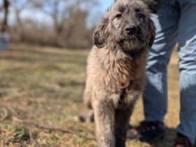 Aufgeweckt & Neugierig: Axl sucht sein Für-Immer-Zuhause