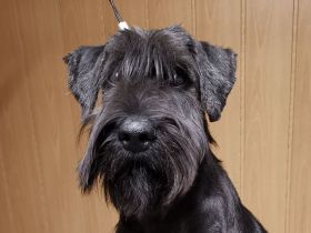 Schnauzer Hündin 10 Monate
