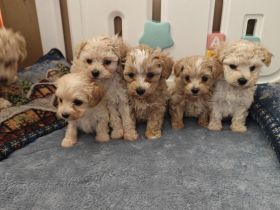 Sússe Maltipoo Welpen suchen net Zuhause