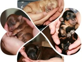 Wurfankündigung typvolle Bolonka Zwetna  mit Ahnentafel