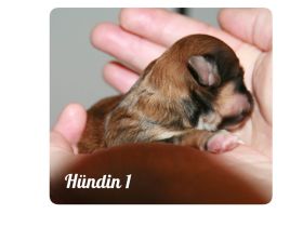 Typvolle Bolonka-Zwetna-Welpen  mit Ahnentafel