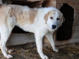 Schüchterne Raisa sucht geduldiges Zuhause