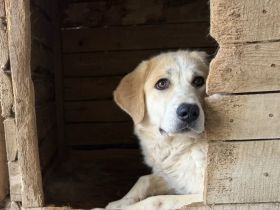 Schüchterne Raisa sucht geduldiges Zuhause