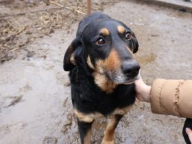 Ruhige und schüchterne Seele Dakota