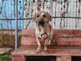 Ausgeglichene und freundliche Hilde