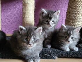 Maine Coon Kitten