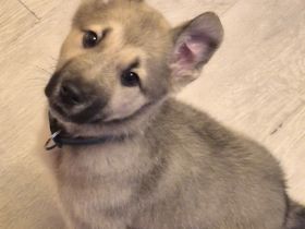 Schäferhund Mix Hündin 10 Wochen