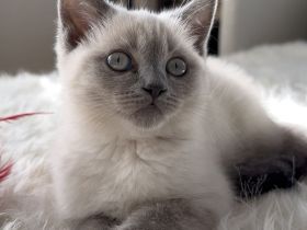 Britisch kurzhaar kitten Bkh