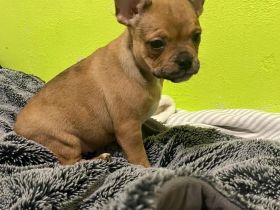 Nur noch 2 zuckersüße Retrobully Mädels