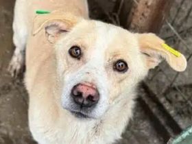 Arami, netter und sehr menschenbezogener kleiner Kerl sucht Körbchen bei netten Menschen, 3 J, 35 cm