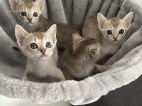 🐾 Reinrassige Singapura-Babys – MiniSinga-Kätzchen suchen liebevolles Zuhause