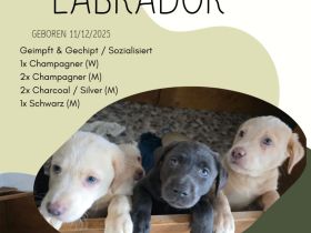 6 wunderschöne Labrador Retriever-Welpen suchen ein liebevolles Zuhause