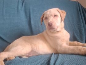 6 wunderschöne Labrador-Welpen suchen ein liebevolles Zuhause.