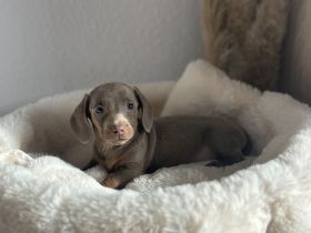 Zwergdackel Welpen in sonderfarbe