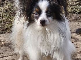 Papillon Rüde sucht seine aktive Familie