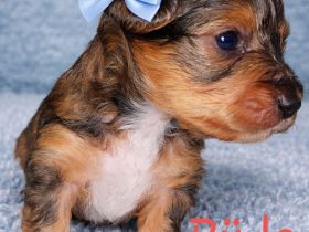 Yorkshire Terrier Welpen