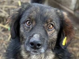 Elio, kleiner, zauberhafter, sehr menschenbezogener Hund, der drigend ein Zuhause sucht, 3J, 35 cm