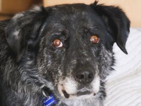 Jacko, unglaublich nett und menschenbezogen und bereit für ein glücklichen Lebensabend, 10J, 51 cm