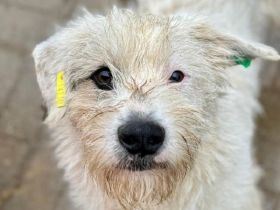 Kokos, charmanter, offener Junghund sucht liebe Menschen, 2J, 43 cm