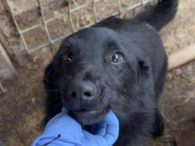 Lugh, unglaublich freundlicher kleiner Rüde möchte seine eigenen Menschen zu kuscheln, 10M, 30 cm